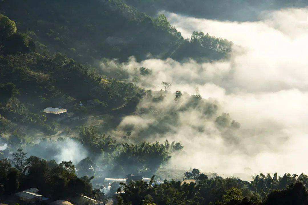 2022景邁山古樹春茶價(jià)格？