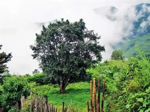 2022年邦威古樹(shù)春茶口感是什么？