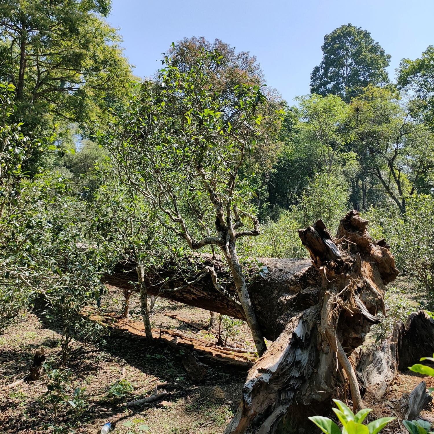 2022麻黑古樹春茶口感？
