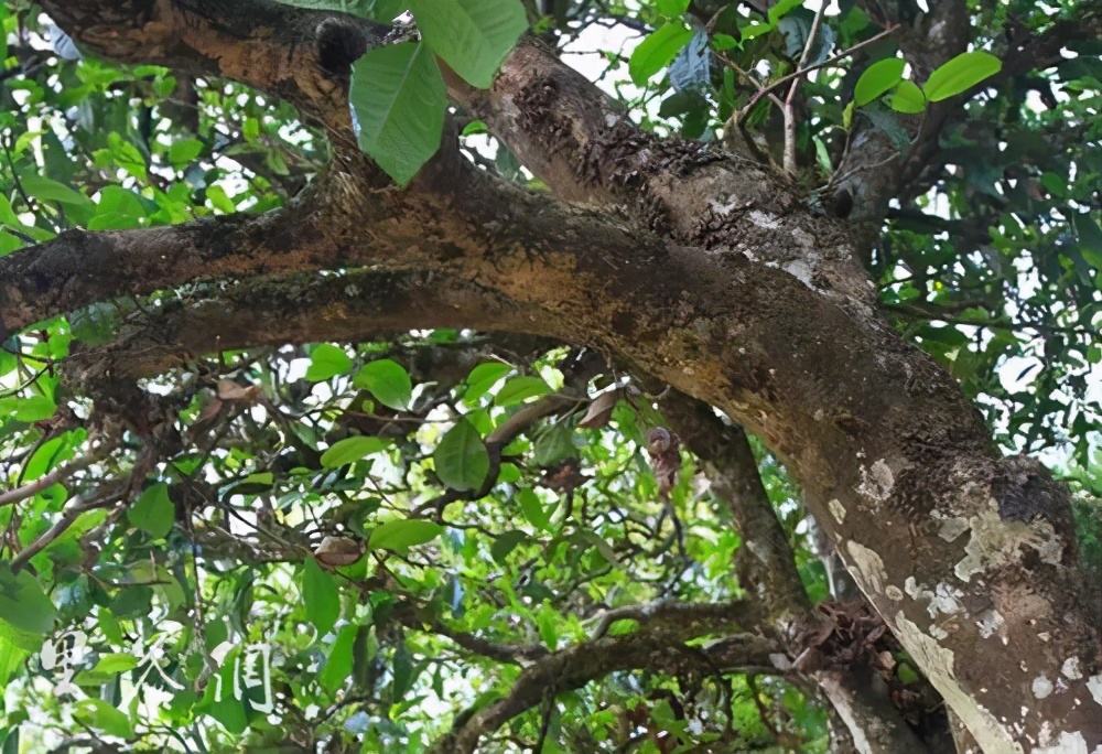 2022年繞開麻黑，你損失的將是半個易武