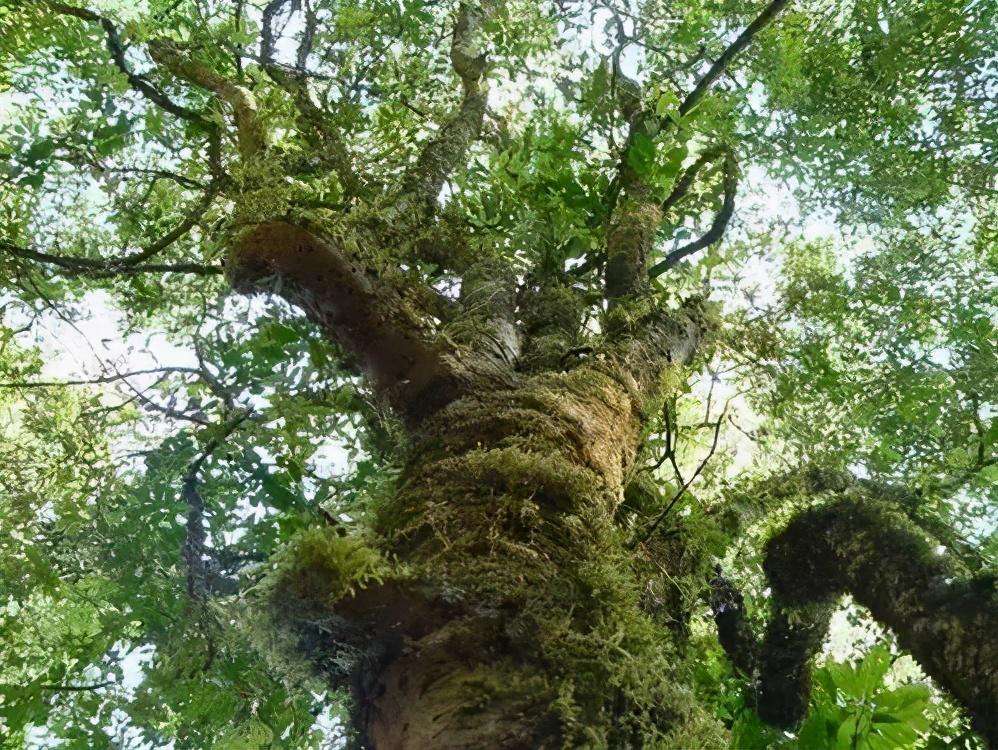 2022年落水洞古樹春茶特點？