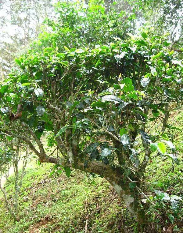 2022年落水洞古樹春茶——盞盛琥珀光，柔甜入人心