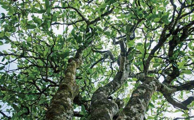 2022年落水洞古樹春茶多少錢一公斤？