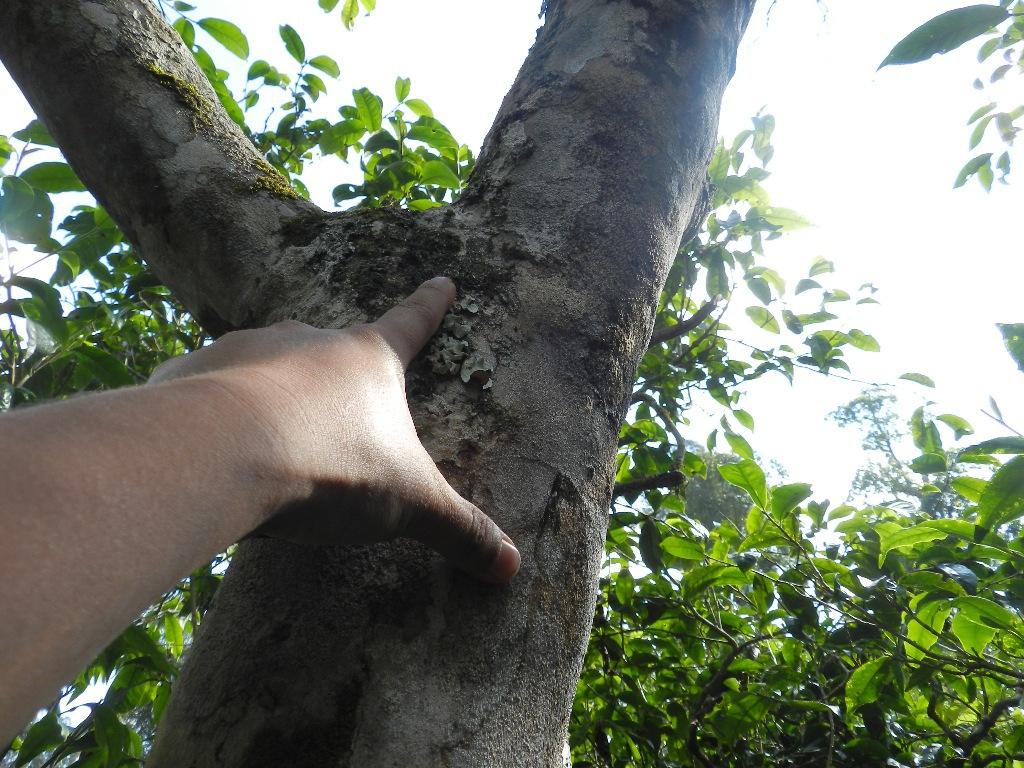 2022年大漆樹古樹春茶口感？