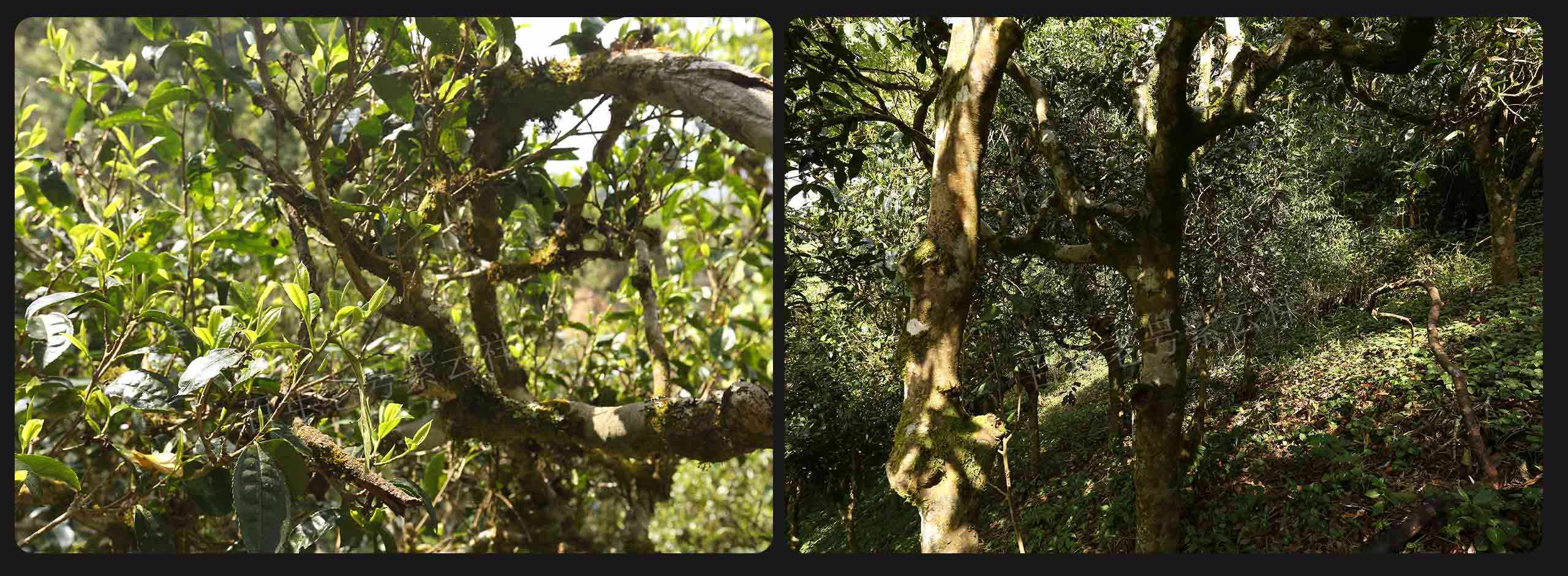 2022年大漆樹古樹春茶價格？