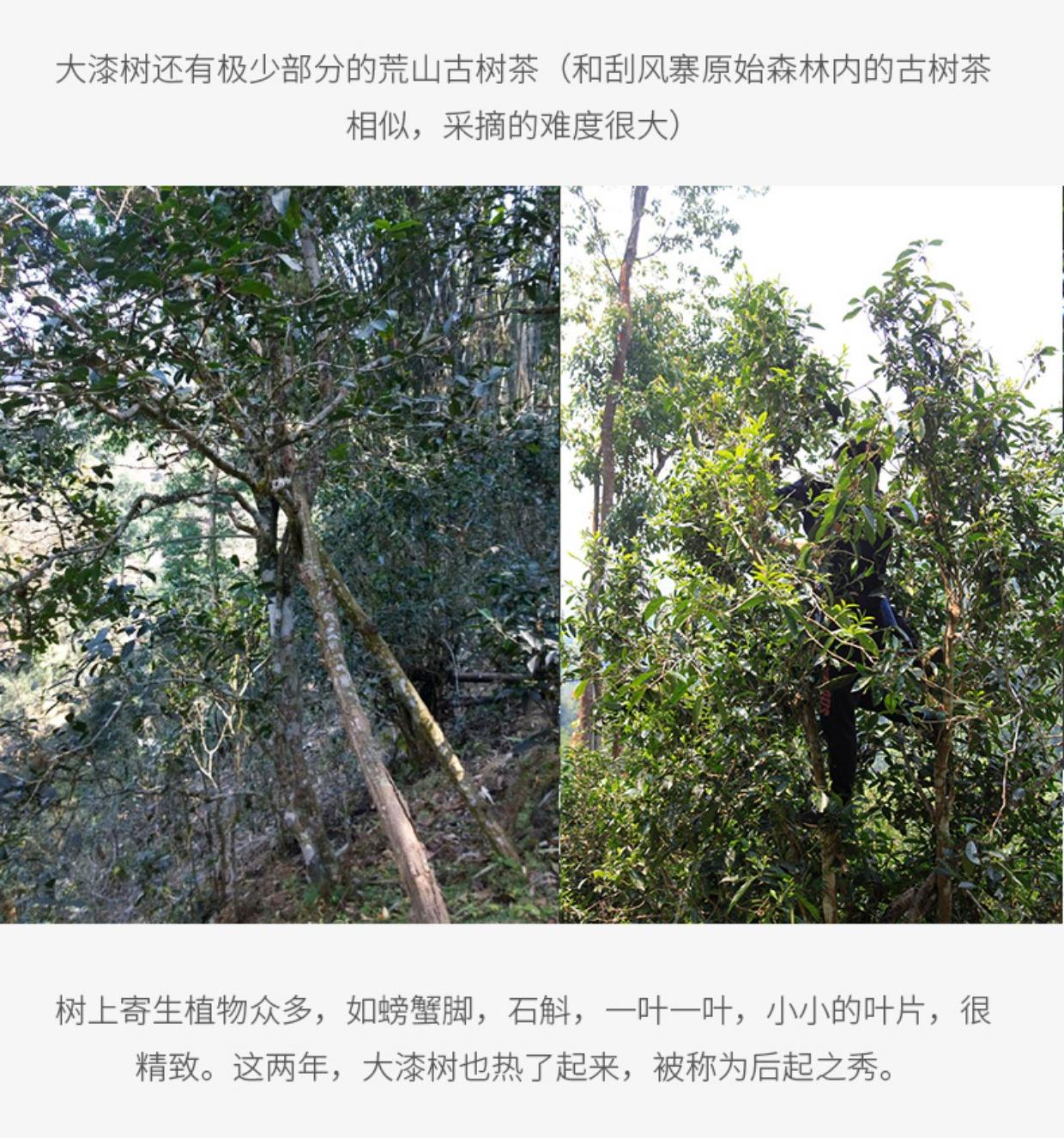 2022年大漆樹古樹春茶多少錢一公斤？