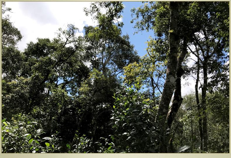 2022年大漆樹古樹春茶丨你壓根就喝不到的喉韻，它就有