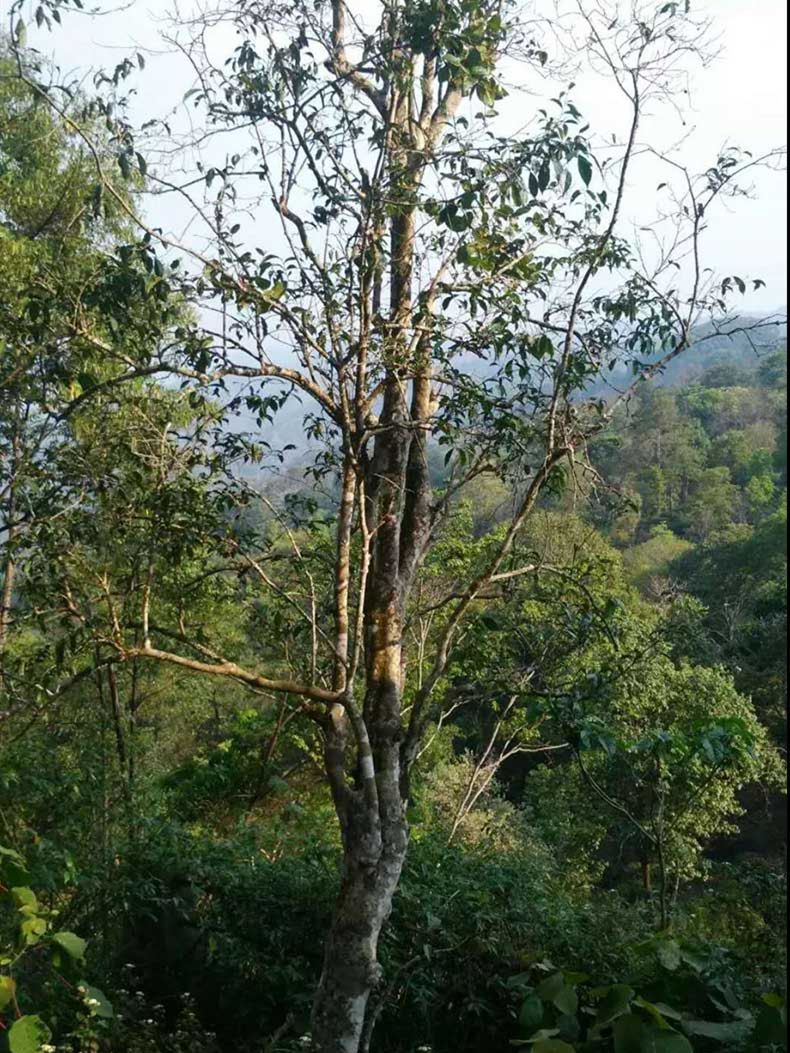 2022年彎弓古樹春茶多少錢一公斤？