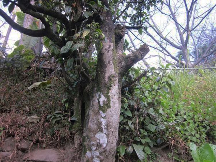 2022年白茶園古樹春茶特點？