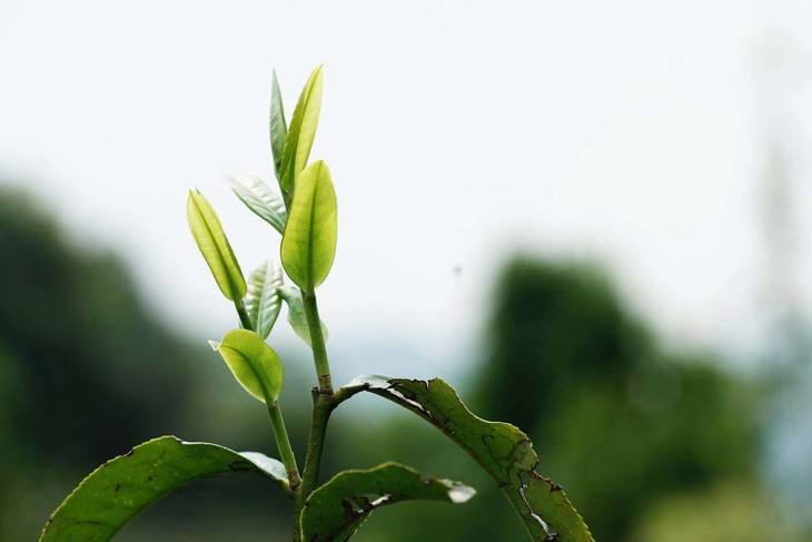 2022年白茶園古樹(shù)春茶品鑒！