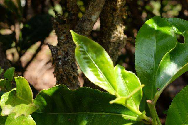 2022年白茶園古樹春茶價格？