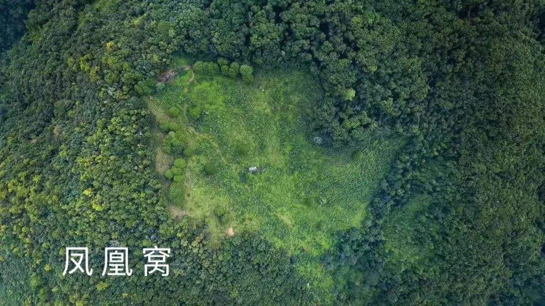 2022年鳳凰窩古樹春茶特點(diǎn)？