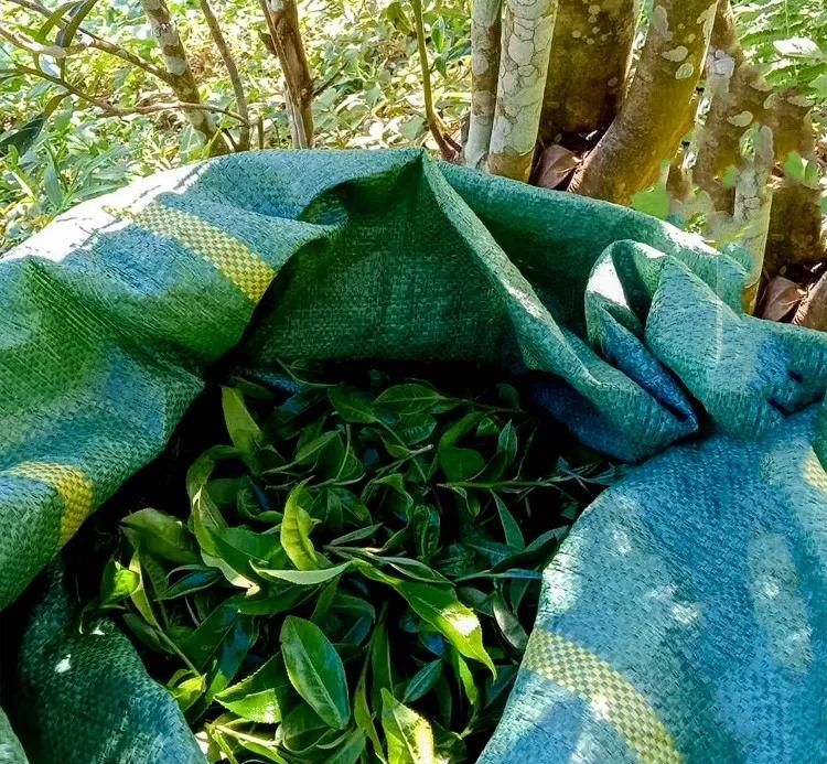 2022年鳳凰窩古樹春茶口感？