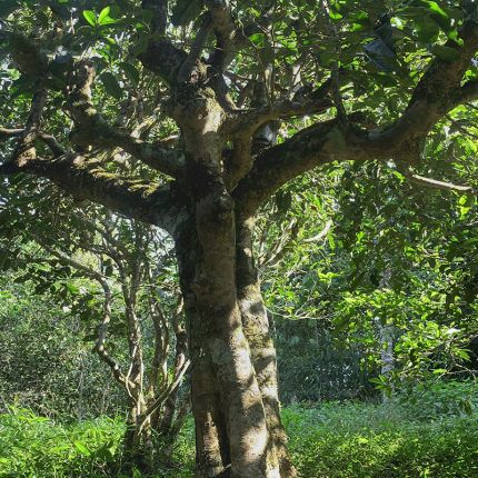 2022年鳳凰窩古樹(shù)春茶多少錢(qián)一公斤？