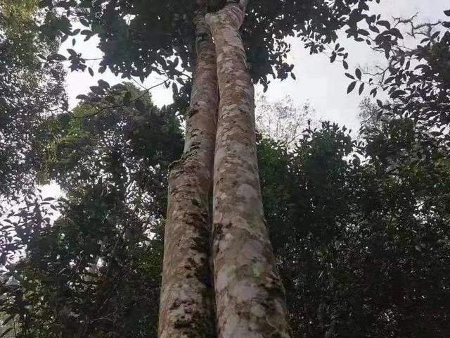 2022年冷水河古樹春茶口感？