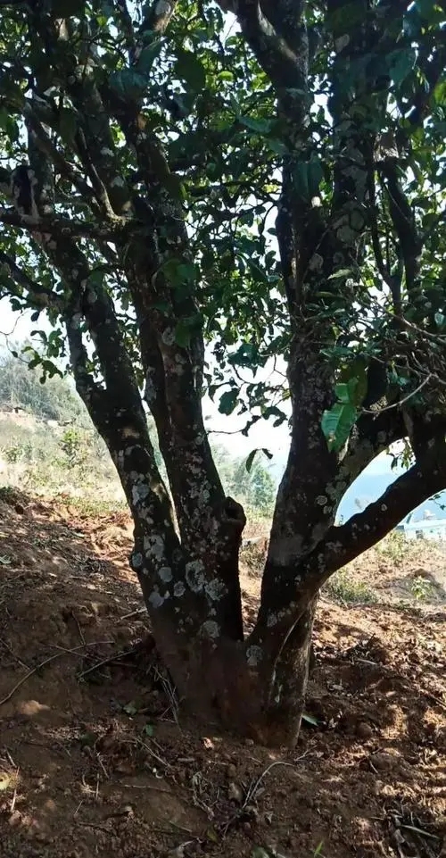 2022年冷水河古樹春茶多少錢一公斤？