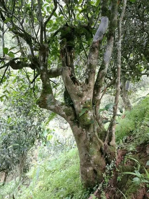 2022年黑水梁子古樹(shù)春茶特點(diǎn)？