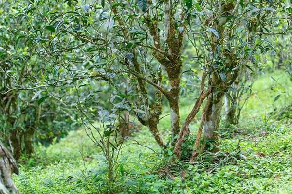 2022年刮風(fēng)寨茶坪古樹春茶口感？