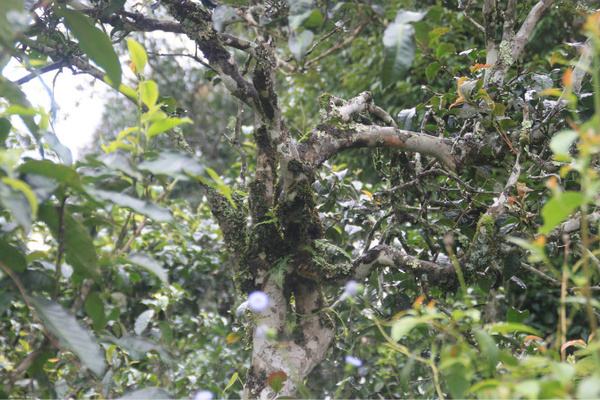 2022年茶氣狂野,香柔蜜韻的刮風(fēng)寨茶坪古樹茶