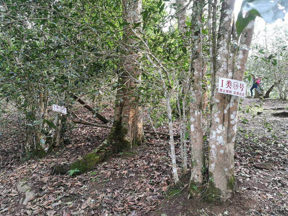 2022年薄荷塘古樹春茶口感？