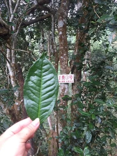 2022年薄荷塘古樹春茶價格？