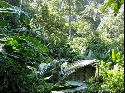 2022年薄荷塘古樹(shù)春茶多少錢(qián)一公斤？