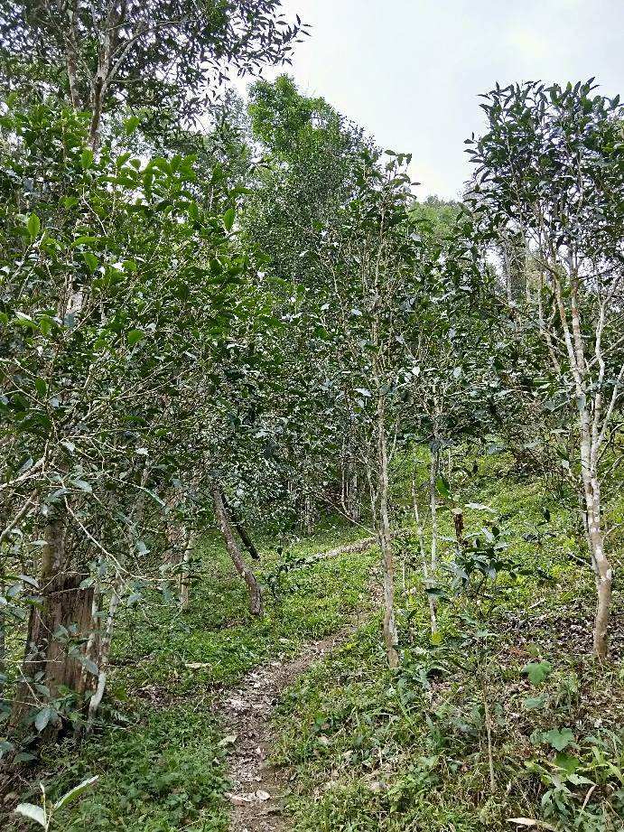 2022年多依樹古樹春茶特點(diǎn)？