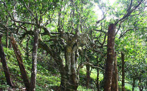 2022年多依樹古樹春茶口感？