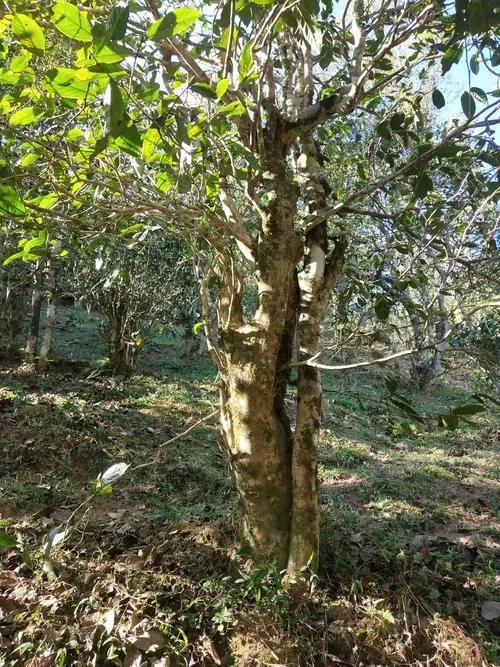 2022年易武張家灣古樹春茶多少錢一公斤？