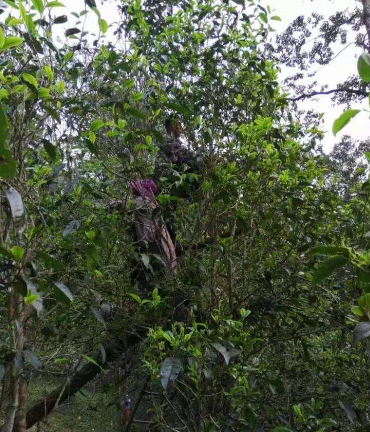 2022年一扇磨古樹春茶特點？