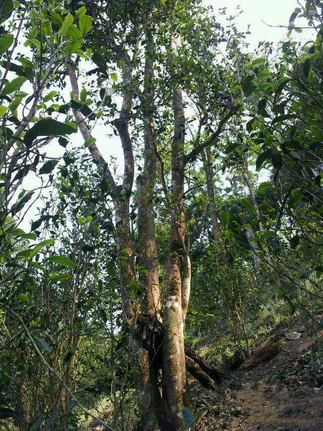 2022年一扇磨古樹春茶口感？