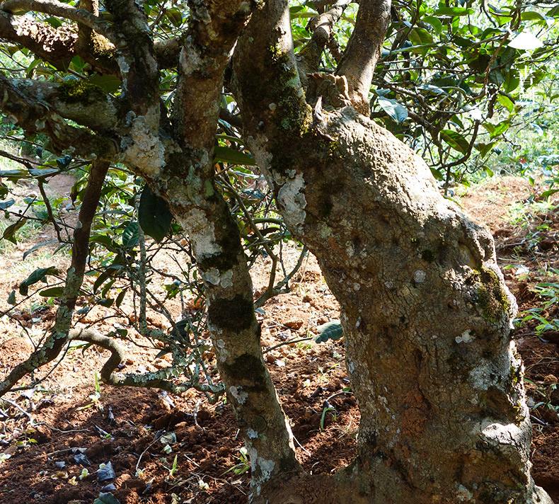 2022年一扇磨山林之息，雨林之味，原始之態(tài)