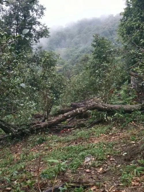 2022年一扇磨古樹春茶價格？