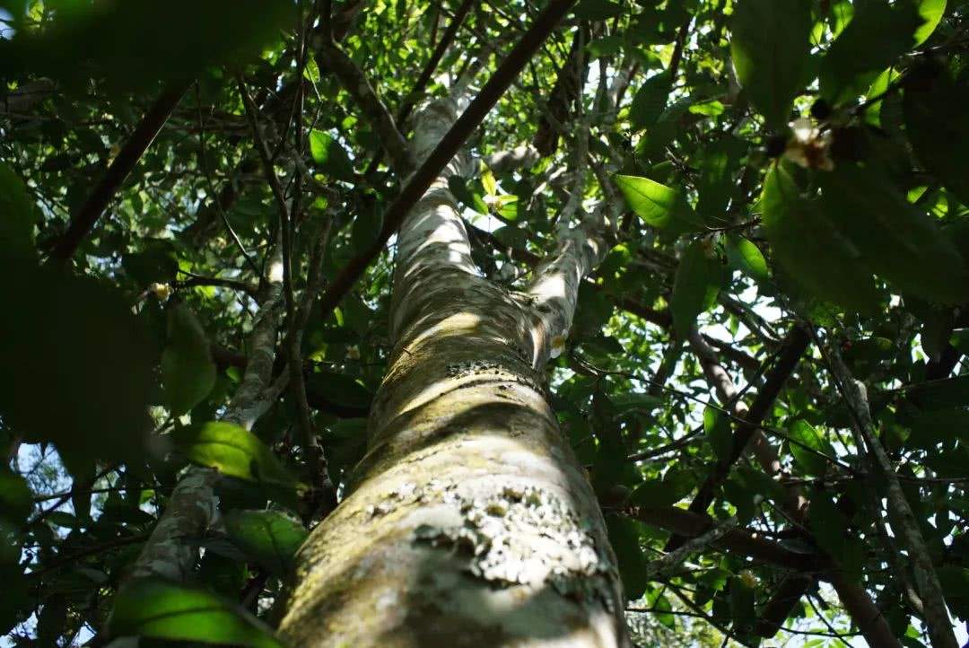 2022年香椿林古樹(shù)春茶口感？