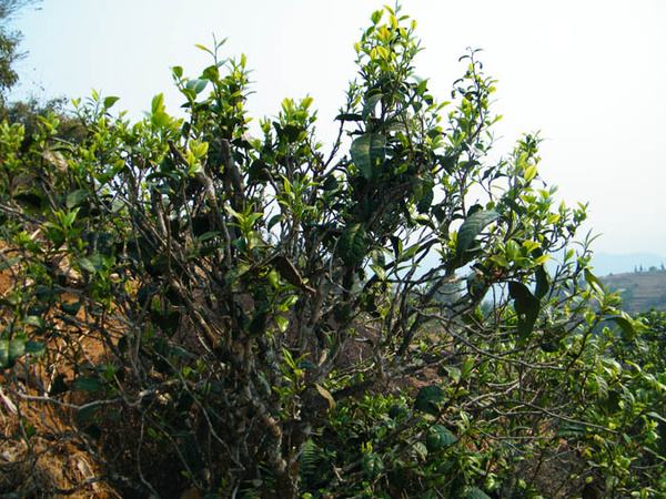 2022年香椿林古樹春茶價格？