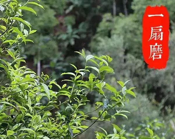 2022年,不可錯(cuò)過(guò)的超微產(chǎn)區(qū)香椿林古樹(shù)春