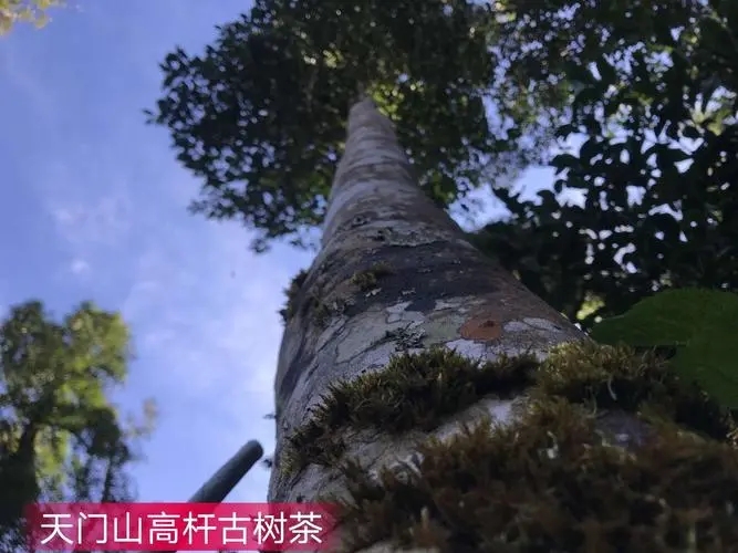 2022年天門山古樹春茶特點(diǎn)？