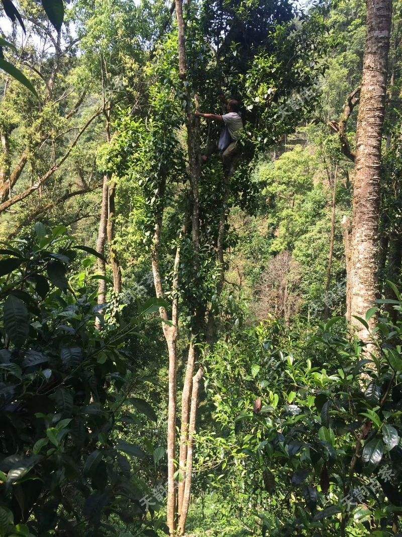 2022年天門山古樹春茶口感？