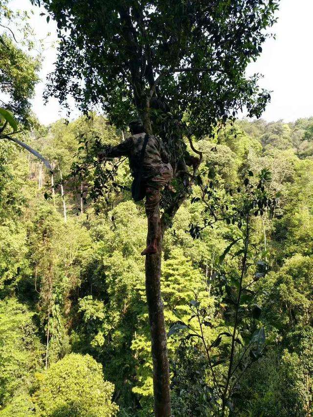 2022年天門山古樹春茶價格？