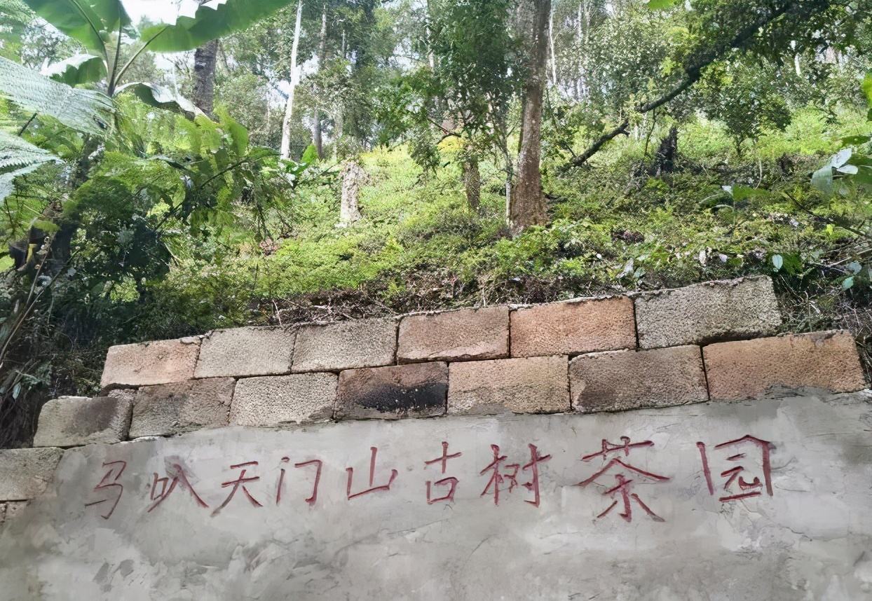 2022年天門山古樹春茶多少錢一公斤？