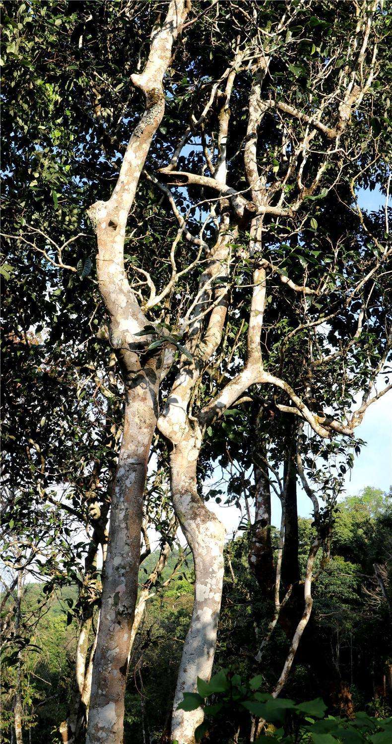 2022年天門山高桿古樹茶，神秘存在的好茶