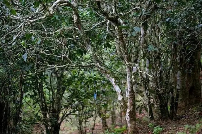 2022年高山寨古樹春茶特點(diǎn)？