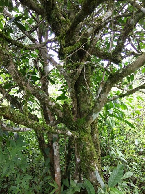 2022年高山寨古樹春茶口感？