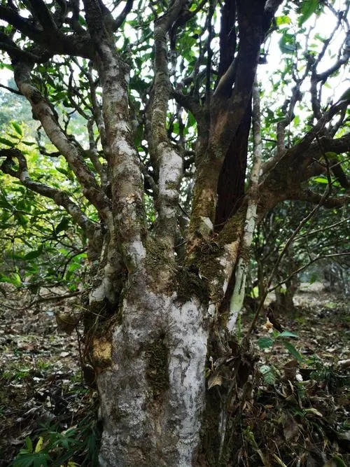 2022年高山寨古樹春茶價格？