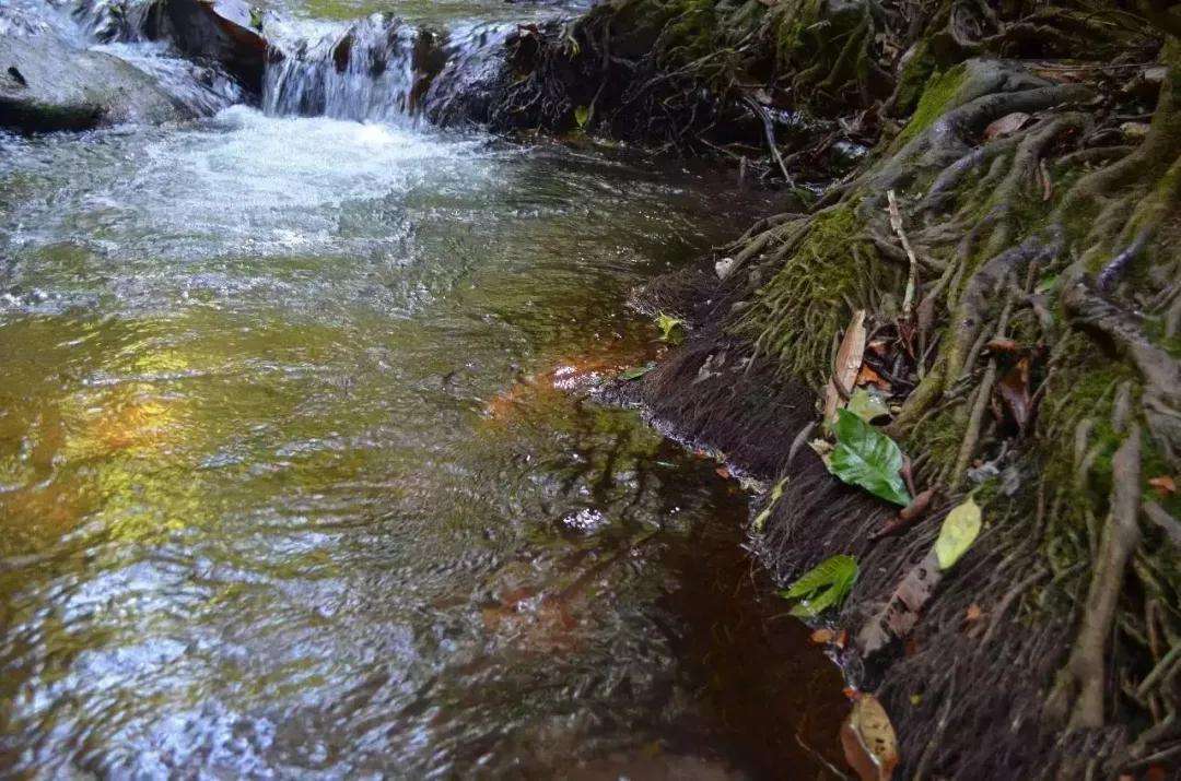 2022年銅箐河古樹春茶口感？