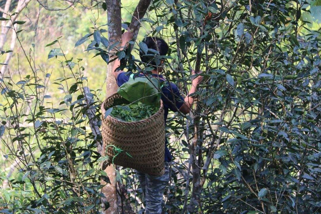 2022年百花潭古樹(shù)春茶特點(diǎn)？