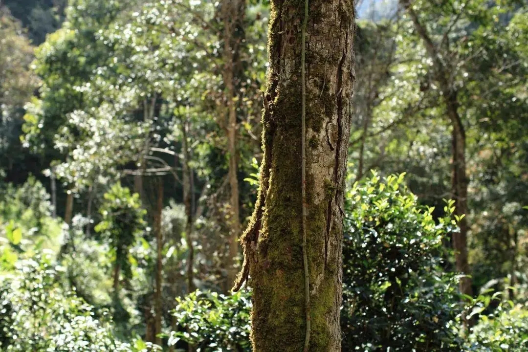 2022年百花潭古樹(shù)春茶口感？