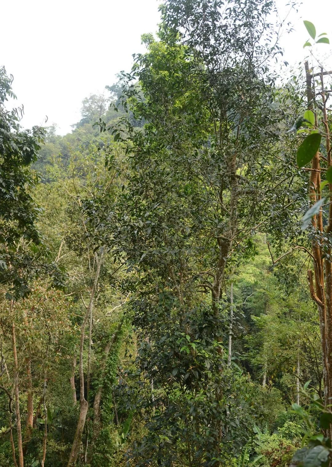 2022年百花潭古樹春茶價格？