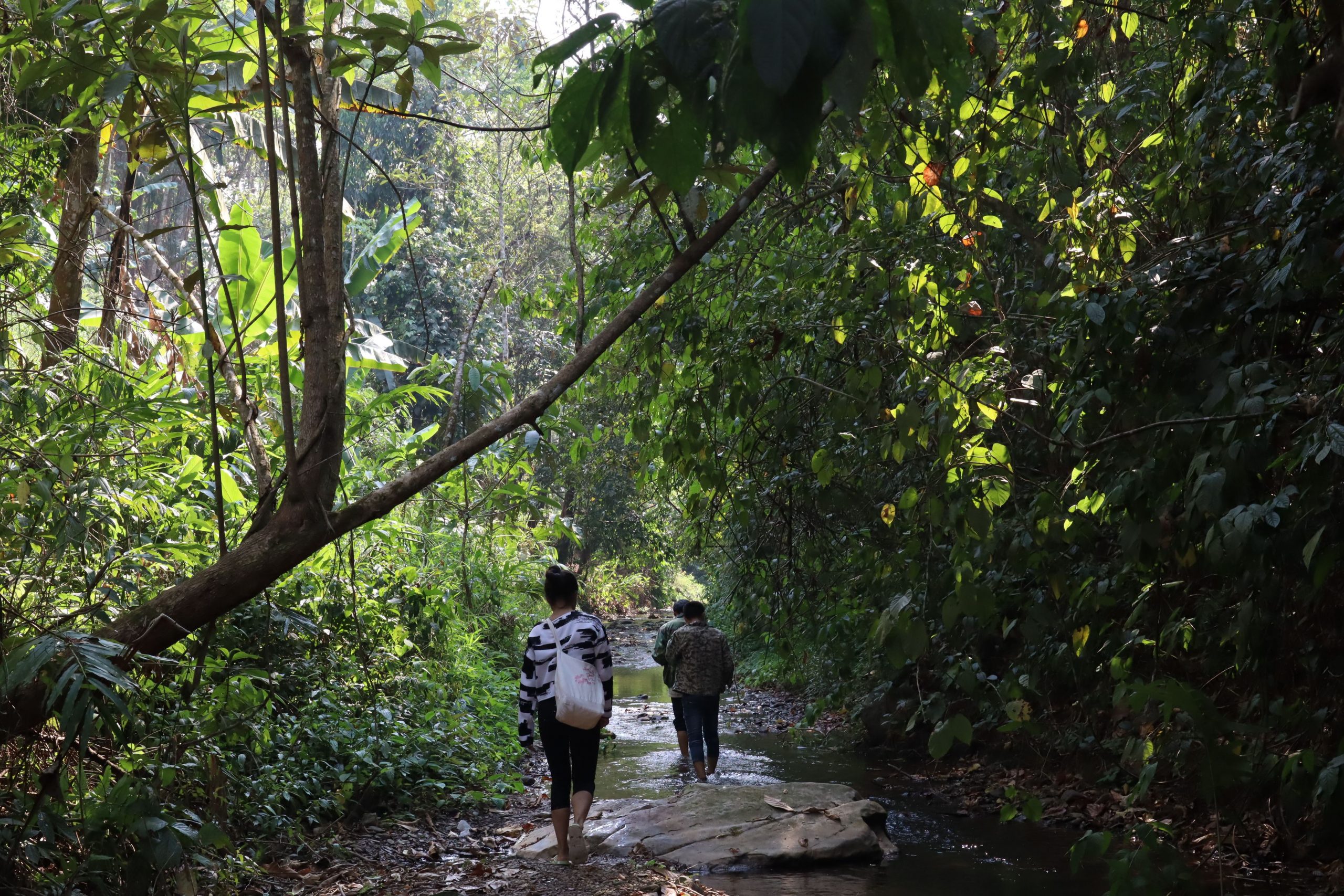 2022年蟒蛇箐古樹春茶口感？