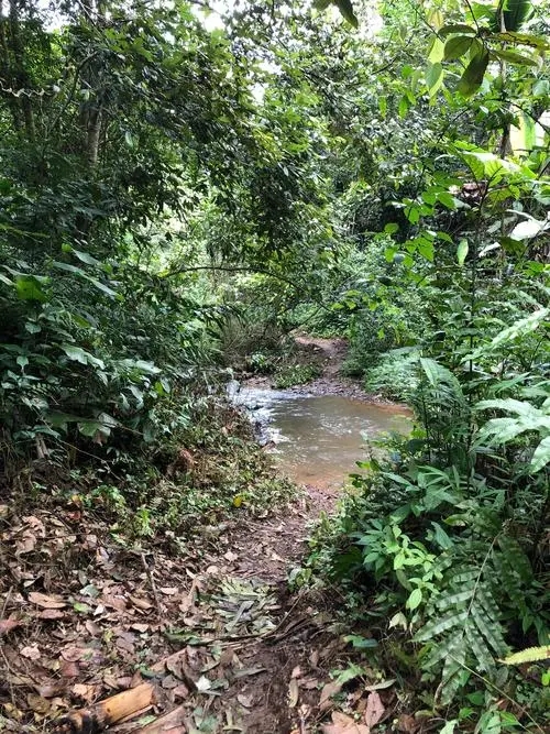 2022年蟒蛇箐古樹春茶價(jià)格？